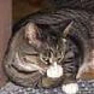 gatoman